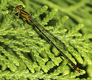 Damselfly